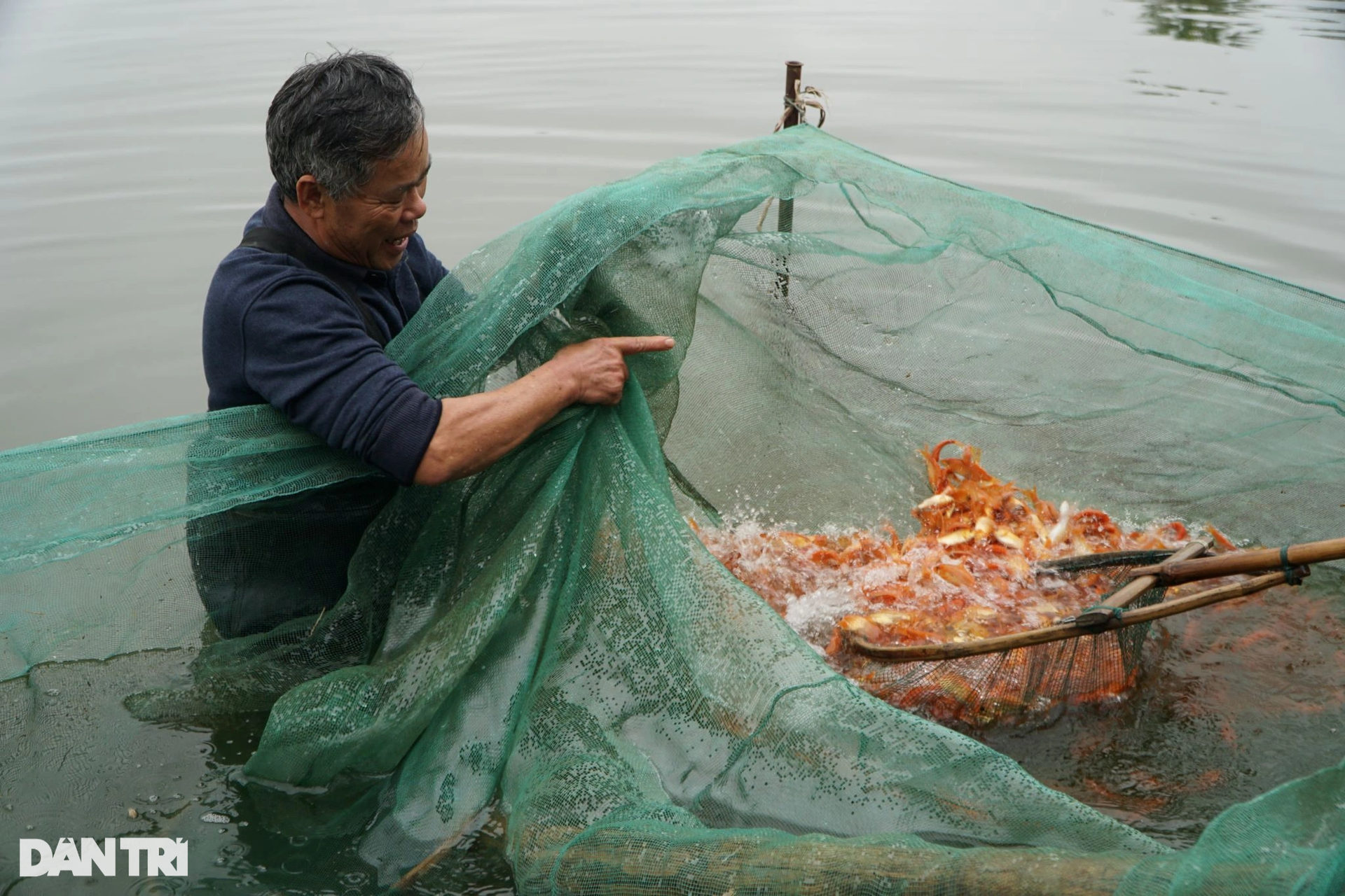 Dredging the lake to collect 3 tons of carp, earning hundreds of millions before Mr. Tao returns to heaven - 2