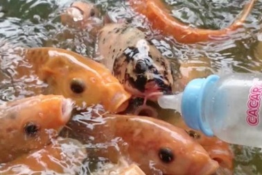 Clip: Kỳ thú hàng ngàn con cá chép tranh nhau... bú bình sữa trẻ em