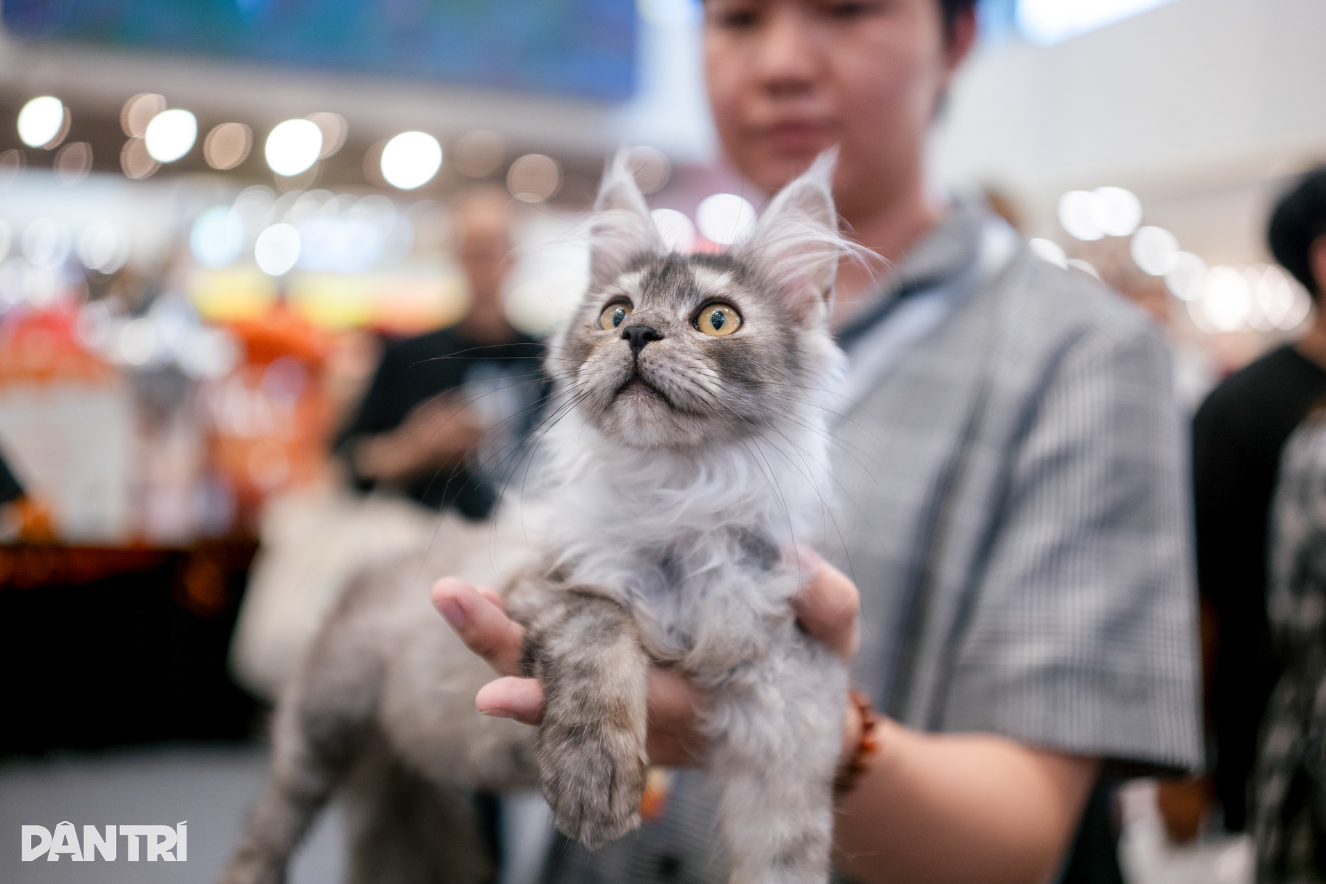 Chú mèo Thái Lan vượt 120 đối thủ, giành ngôi Hoa hậu mèo quốc tế 2025 - 9