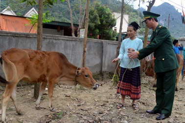 Bộ đội biên phòng tặng bò cho các hộ nghèo