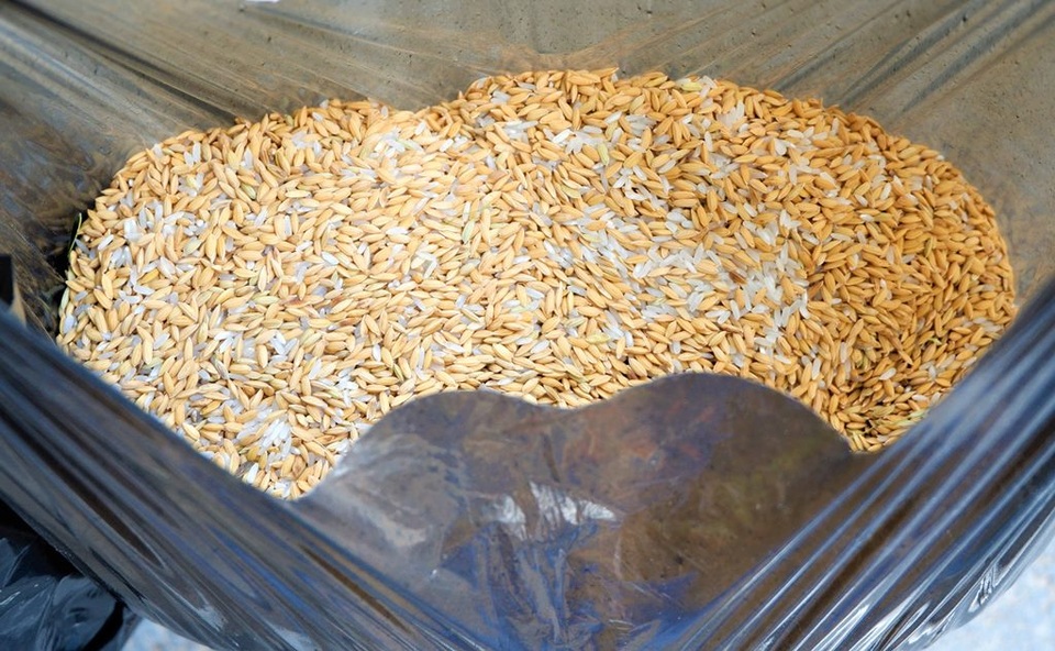 Ông lão độc thân 10 năm cưu mang đàn chim trời - 3 Ông lão độc thân 10 năm cưu mang đàn chim trời - 3