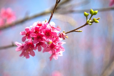 Xuân này con không về