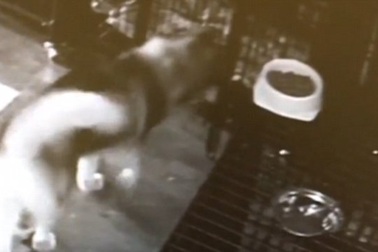 Kỳ lạ cảnh chó tổ chức trốn trại tập thể như phim