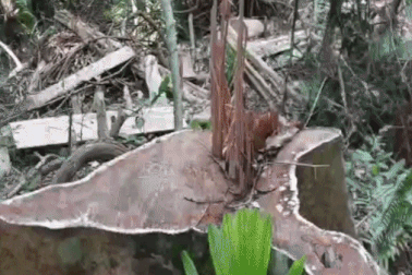 Rừng phòng hộ ở Gia Lai bị lâm tặc "rút ruột" trong thời gian dài