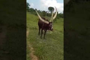 Chú bò có 3 chiếc sừng dài trên đầu