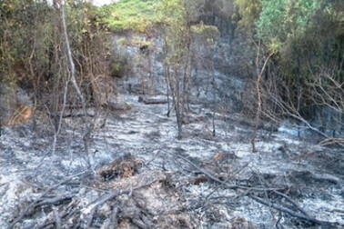 4 quả bom phát nổ, rừng thông 20 năm tuổi bốc cháy