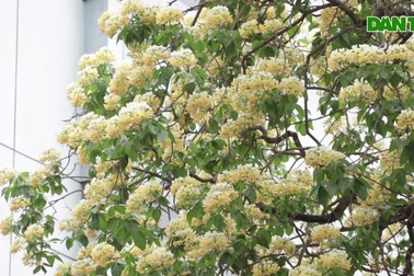 Chiêm ngưỡng cây hoa bún hơn 300 tuổi độc nhất Hà Nội