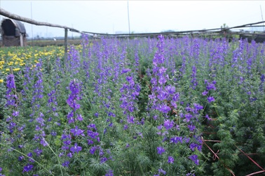 Làng hoa Tây Tựu "đánh cược" vụ Tết vì giá lạnh