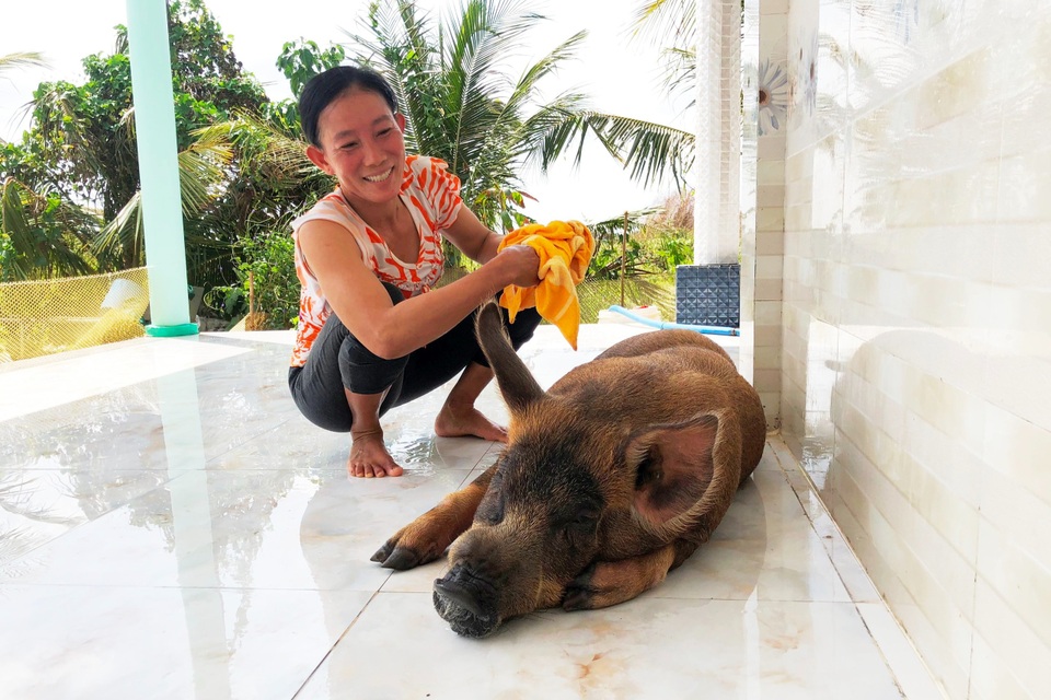 Chú heo 50kg được chủ cho ở trong nhà, chiều như thú cưng - 1 Chú heo 50kg được chủ cho ở trong nhà, chiều như thú cưng - 1