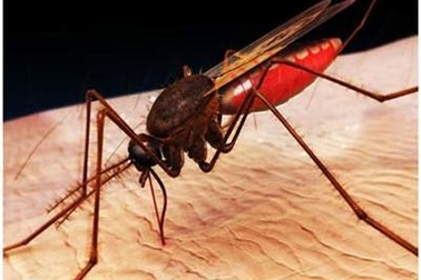 Báo động tình trạng sốt rét kháng thuốc