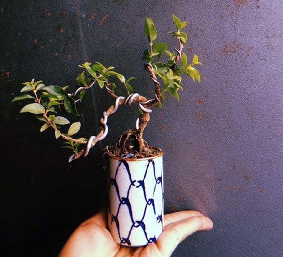 Cây “tí hon” nằm gọn lỏn trong bàn tay, khách chịu chơi chi cả chục triệu mua về ngắm - 6