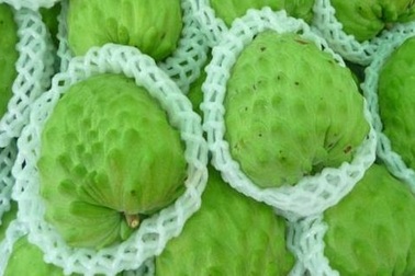 Mãng cầu Đài Loan khổng lồ, gần 1 triệu đồng/quả