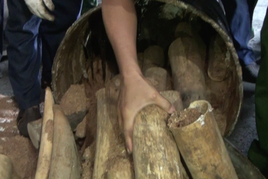 Hơn 1,3 tấn ngà voi trong 14 thùng phuy nhựa đường