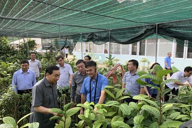 Bí ẩn loài trà hoa vàng chữa bách bệnh quý hiếm ở Ninh Bình