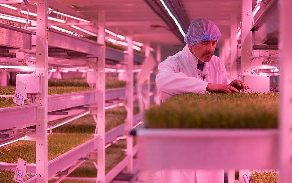 Kinh ngạc nông trại hiện đại ở độ sâu 33m, trồng rau không cần đất - 5