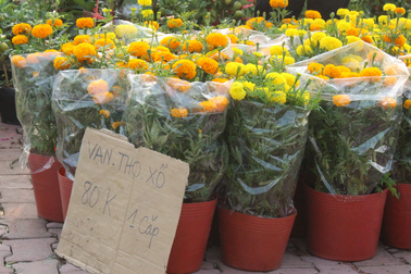 Người bán hoa Tết ở Bình Dương treo biển xả hàng, mua hoa được tặng pháo