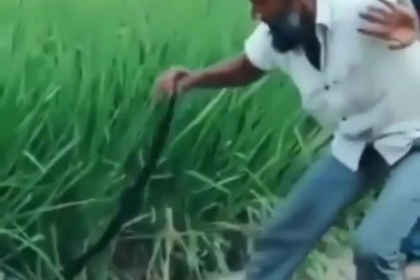 Cười nghiêng ngả với màn "bắt rắn" trong ruộng lúa
