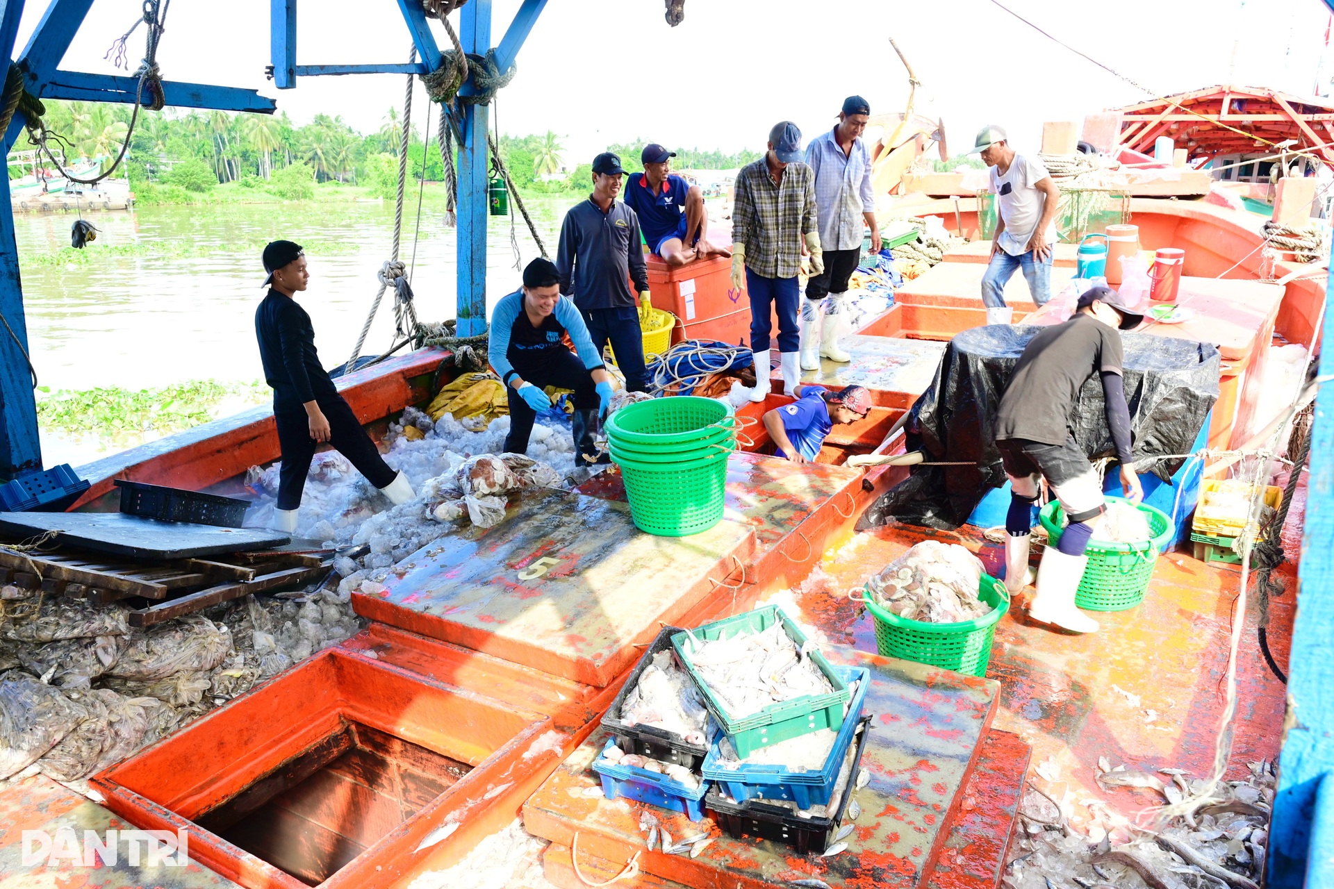 Cuộc sống trở lại nơi cảng cá huyết mạch miền Tây sau bão - 2 Cuộc sống trở lại nơi cảng cá huyết mạch miền Tây sau bão - 2