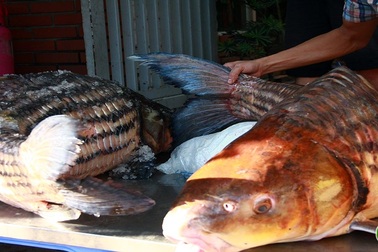 Cặp cá nhà giàu "bay" từ Biển Hồ về Thủ đô giá hơn nửa chỉ vàng mỗi kg