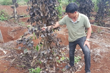 Xuất hiện nhóm giang hồ “đòi” bảo kê đất sản xuất của nông dân tại Đắk Nông!