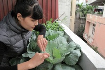 Chuyện dân Hà thành "canh tác" rau sạch trên... ban công, sân thượng