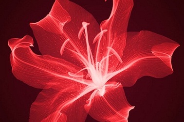 Vẻ đẹp lung linh của hoa khi được chụp... X-Quang  