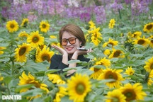 Giới trẻ "phát sốt" với vườn hoa hướng dương giữa lòng thành phố