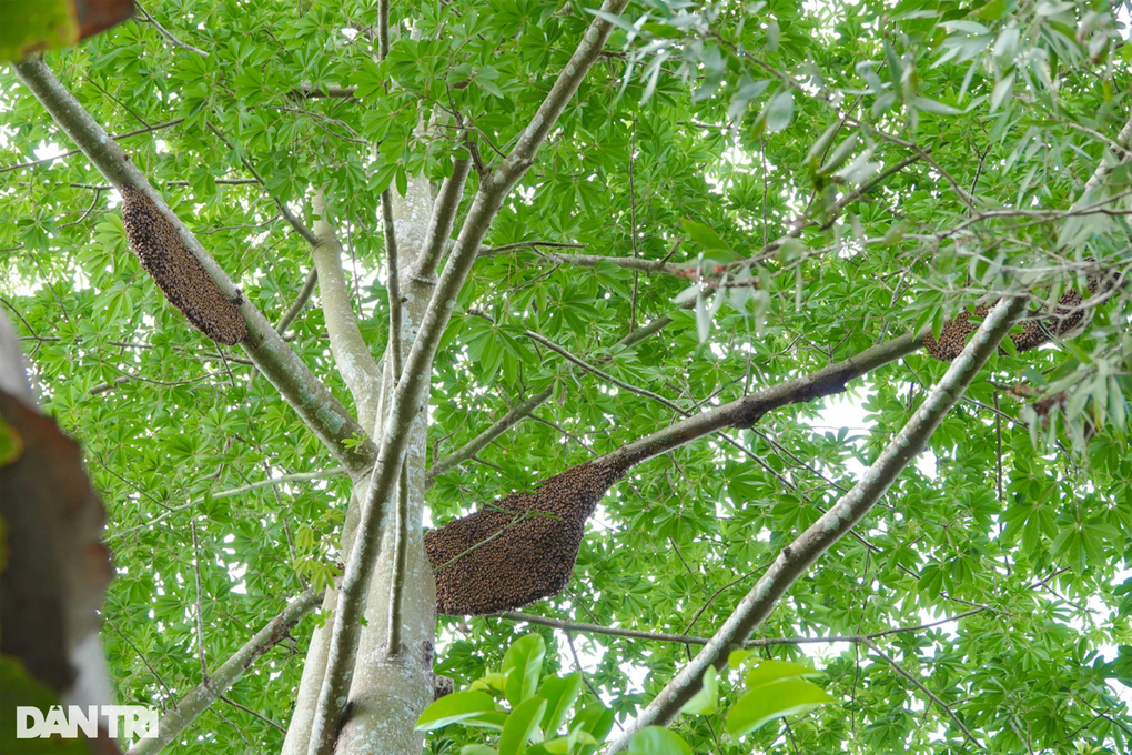 Những người nhện đu cây, băng rừng săn ong khủng - 2 Những người nhện đu cây, băng rừng săn ong khủng - 2
