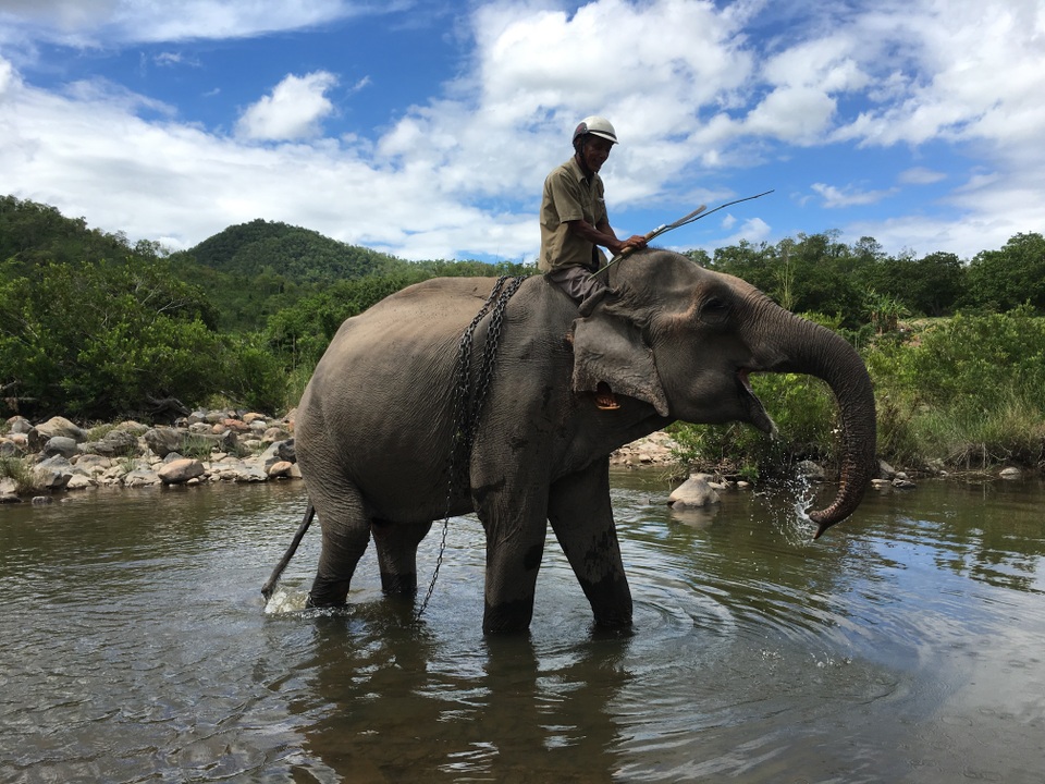 Chú voi cuối cùng ở Bắc Tây Nguyên đã chết bên bờ suối - 1