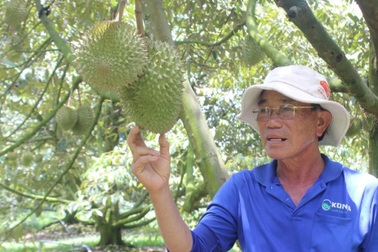 Sầu riêng tăng trưởng nóng, tránh nỗi lo từ "bài học" thanh long