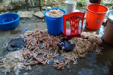 Bức ảnh rùng mình về "quy trình" sản xuất nem chua khiến chủ cơ sở bị phạt