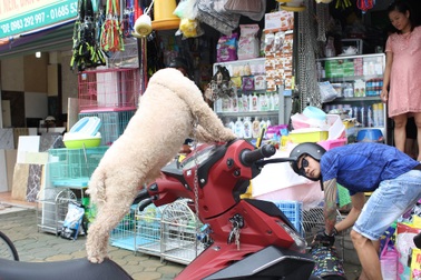 Rọ mõm chó đắt hàng trước quy định xử phạt mới