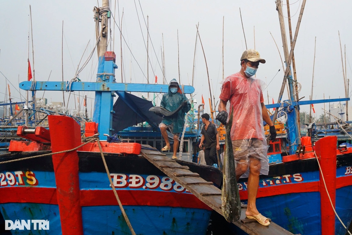 Bảo quản cá ngừ đại dương bằng công nghệ nano - 2 Bảo quản cá ngừ đại dương bằng công nghệ nano - 2