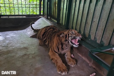 7 cá thể hổ được đưa từ Nghệ An về Quảng Bình giờ ra sao?