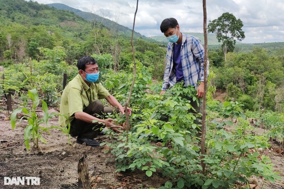 Làng nghèo sở hữu gia tài tiền tỷ nhờ cây rừng quý mọc trên đất rẫy - 4 Làng nghèo sở hữu gia tài tiền tỷ nhờ cây rừng quý mọc trên đất rẫy - 4