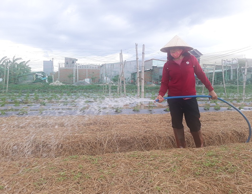 Người trồng rau gượng dậy sau bão chuẩn bị cho vụ Tết Nguyên đán - 5 Người trồng rau gượng dậy sau bão chuẩn bị cho vụ Tết Nguyên đán - 5