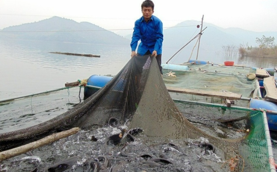 Những chàng trai trẻ người Thái nuôi cá trên lòng hồ thủy điện - 5 Những chàng trai trẻ người Thái nuôi cá trên lòng hồ thủy điện - 5