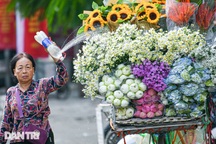 Cúc họa mi đầu mùa như hàng hiếm, tiểu thương "hét giá nào cũng hết"