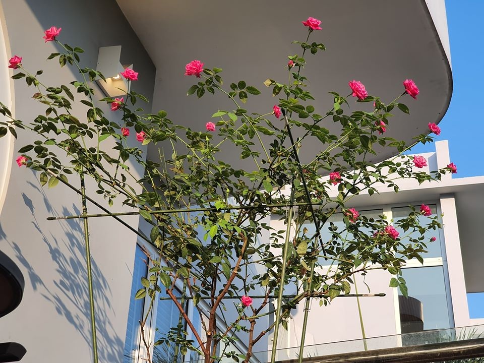 Biệt thự hoành tráng như khu nghỉ dưỡng cao cấp của gia đình Vũ Thu Phương - 17 Biệt thự hoành tráng như khu nghỉ dưỡng cao cấp của gia đình Vũ Thu Phương - 17