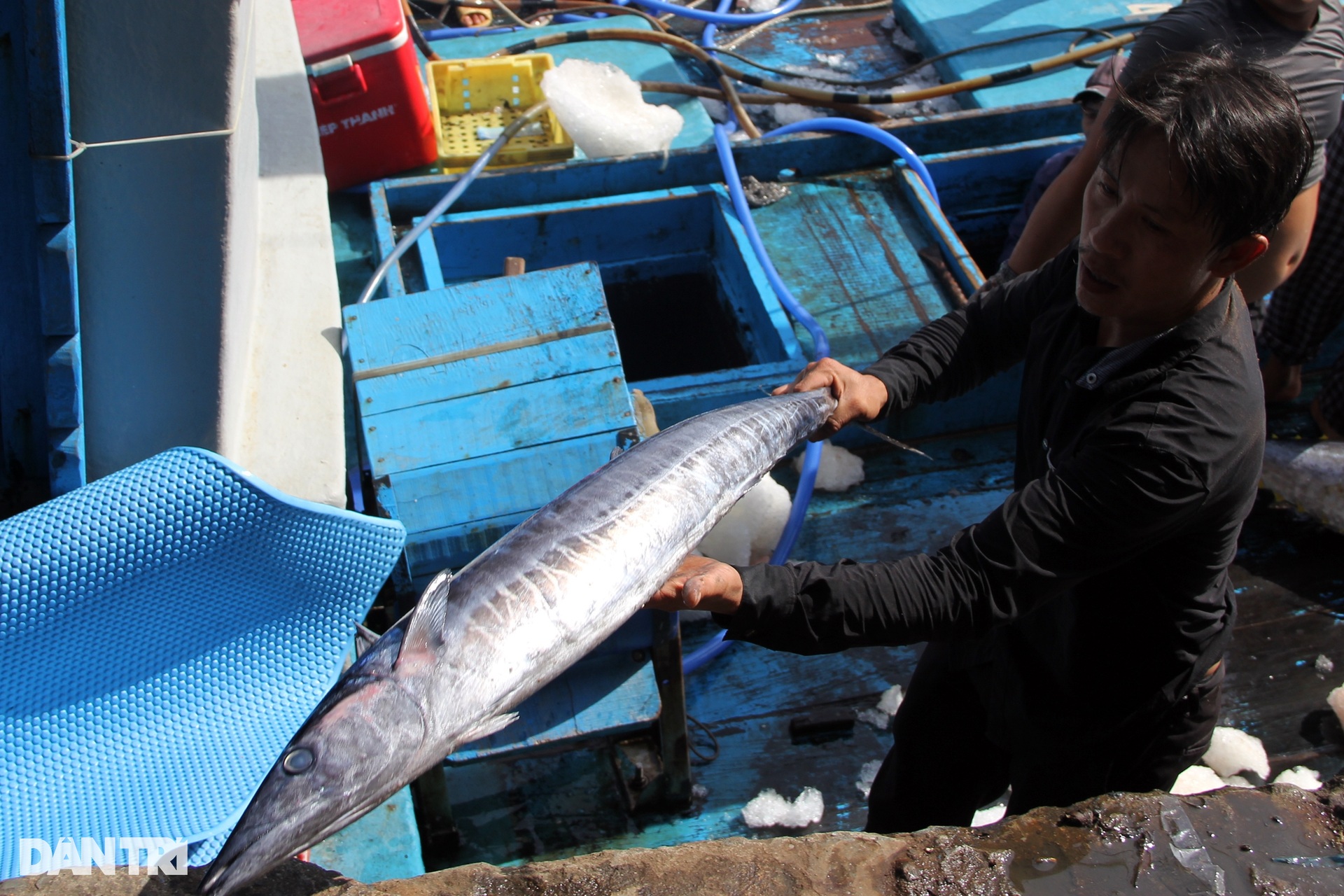 During the Tet holiday, fishermen caught a catch of ocean tuna, earning hundreds of millions of dong - 10