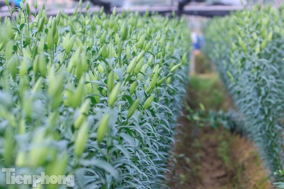 Làng hoa Tây Tựu tất bật chuẩn bị cho Tết - 3 Làng hoa Tây Tựu tất bật chuẩn bị cho Tết - 3