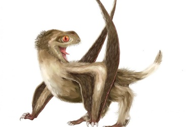 Thằn lằn bay có thể có lông