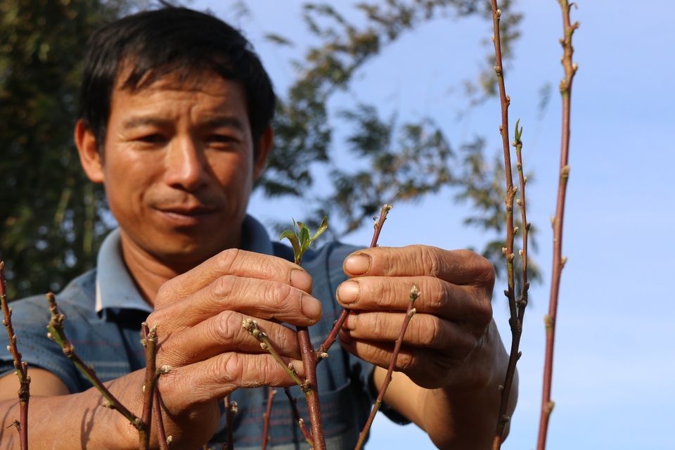 Ngàn gốc đào Nhật Tân chờ tỏa sắc trên đất Tây Nguyên ngày giáp Tết - 7 Ngàn gốc đào Nhật Tân chờ tỏa sắc trên đất Tây Nguyên ngày giáp Tết - 7