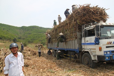 Nông dân canh cánh lo mía "cháy" vì nhà máy chậm thu mua