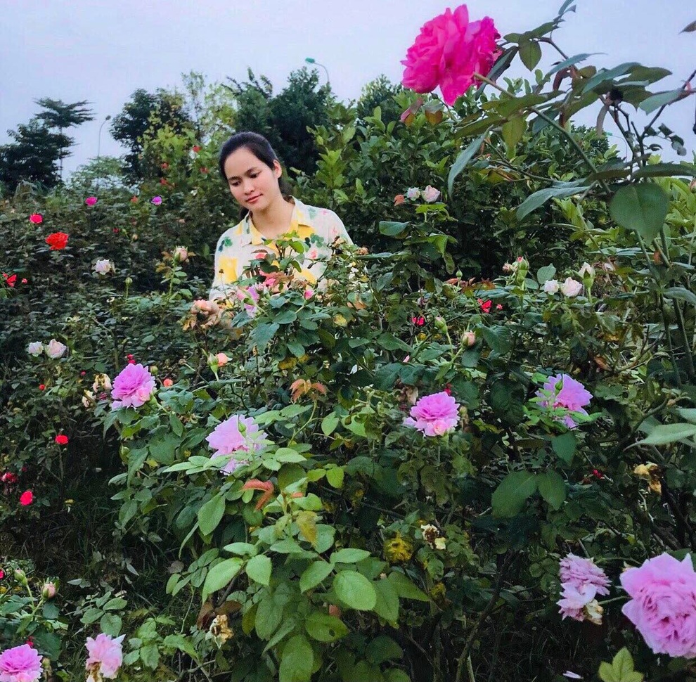 Cô gái Phú Thọ bỏ phố về quê cải tạo đất trồng vườn hồng nghìn m2 - 6 Cô gái Phú Thọ bỏ phố về quê cải tạo đất trồng vườn hồng nghìn m2 - 6
