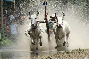 Lễ hội đua bò Bảy Núi dần tìm về nét đẹp dân gian