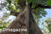 Báu vật hơn trăm năm tuổi độc nhất ở đồng bằng