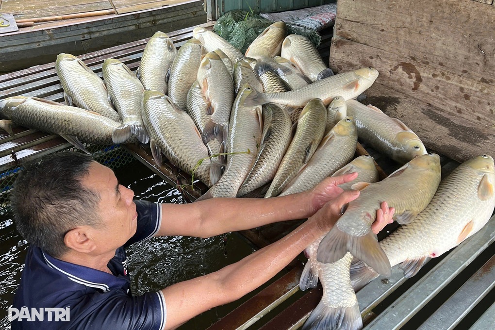 Nhận định nguyên nhân hơn 8,6 tấn cá lồng chết bất thường trên sông Lam - 1