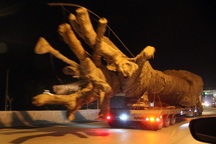 Xe chở cây khủng như “quái thú”: Cây của Thiếu tướng CSGT?