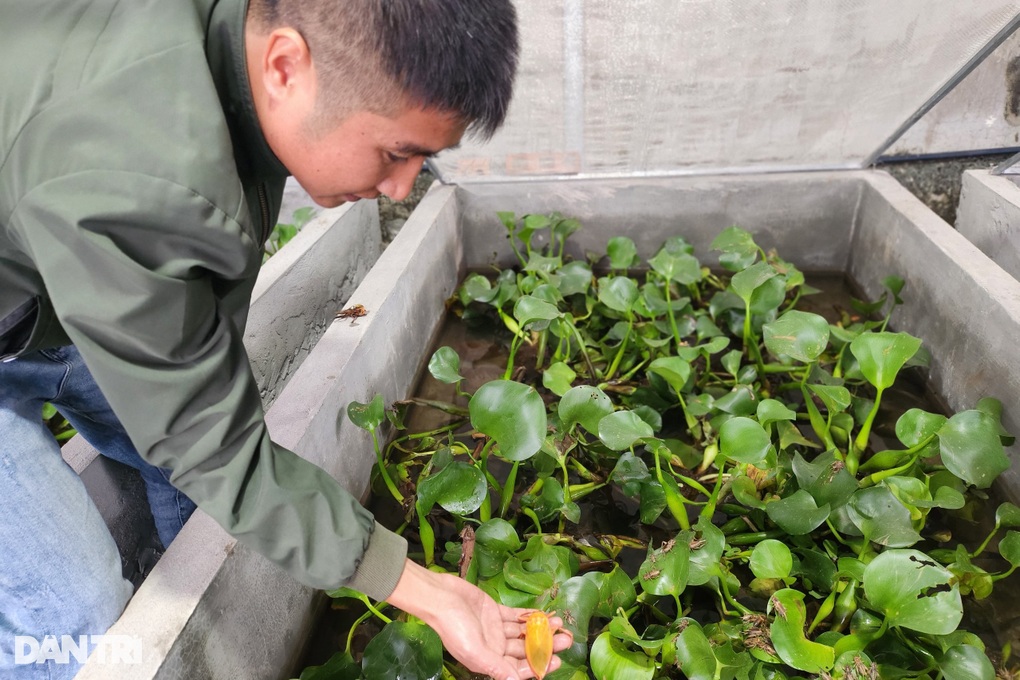 Nuôi con bơi như cá, bay như bướm, thơm như quế thu chục triệu đồng/tháng - 6 Nuôi con bơi như cá, bay như bướm, thơm như quế thu chục triệu đồng/tháng - 6